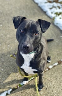 Marley - Photo 2