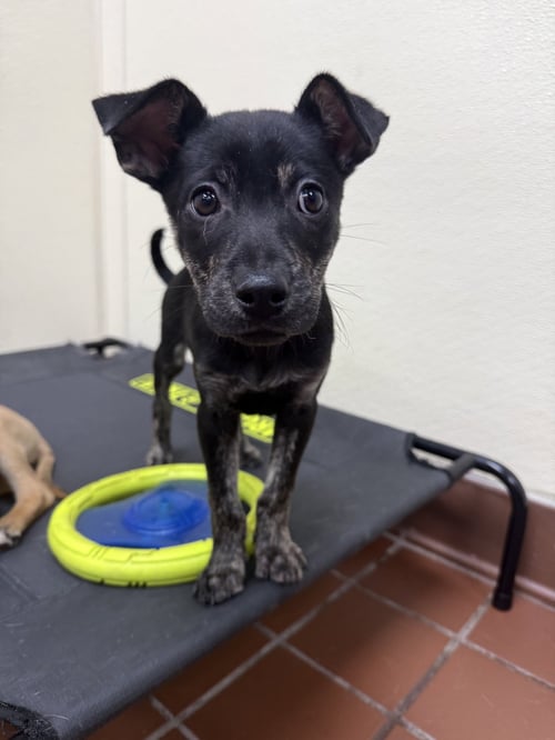 SKYE - Dutch Shepherd available for adoption