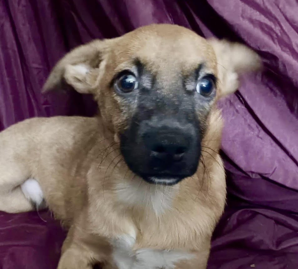 HABBIBI - Chihuahua available for adoption