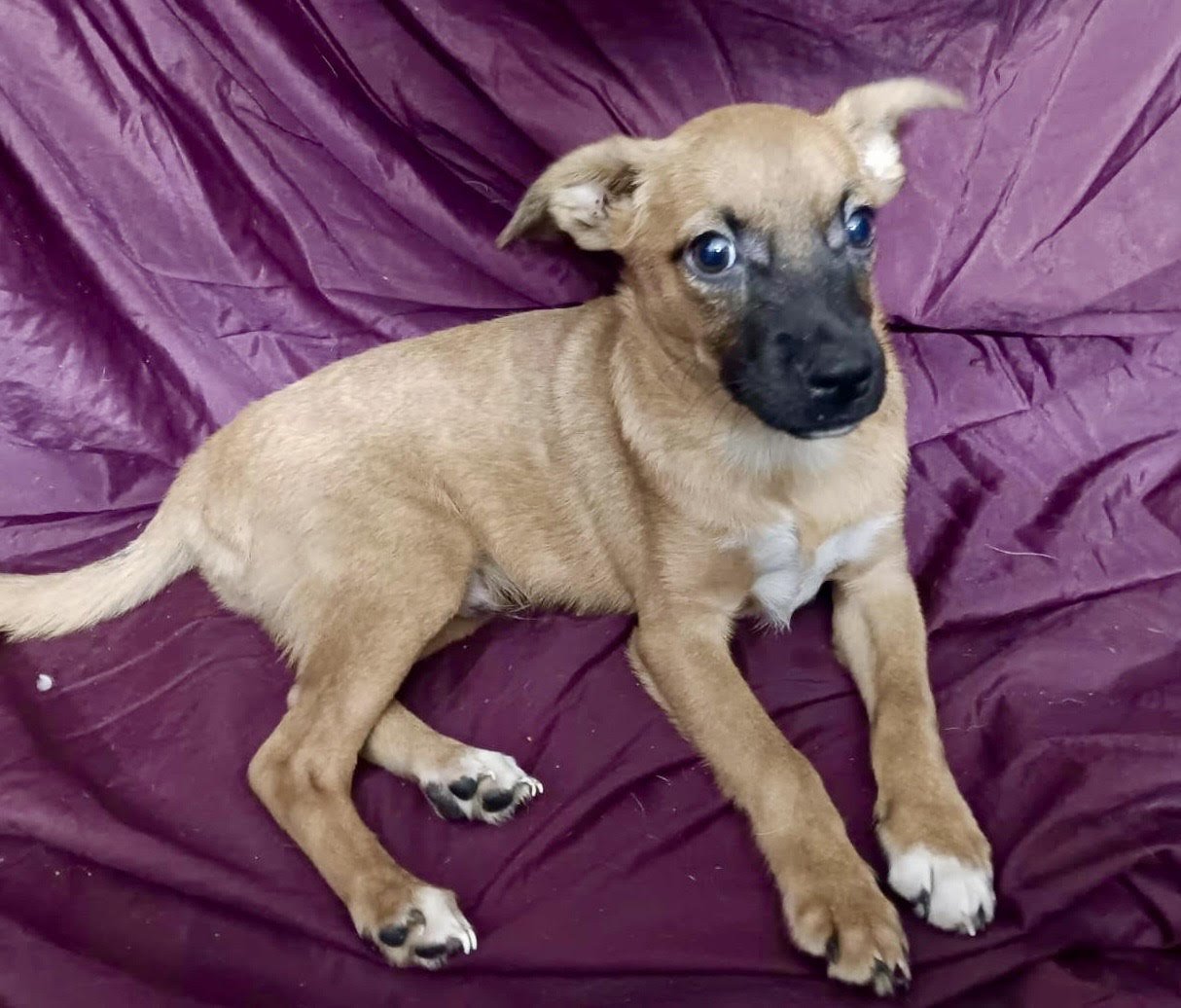 HABBIBI - Chihuahua available for adoption