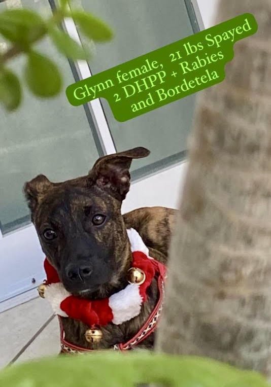 GLYNN - Mountain Cur available for adoption