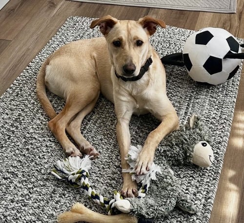 DOLLY - Golden Retriever / Labrador Retriever available for adoption