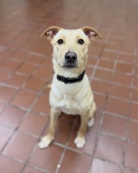Dolly - Photo 6