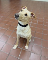Dolly - Photo 8