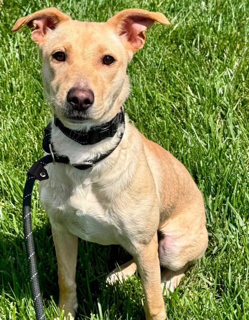 DOLLY - Golden Retriever / Labrador Retriever available for adoption
