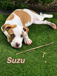 Suzu - Photo 2