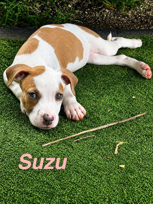 SUZU - American Staffordshire Terrier available for adoption