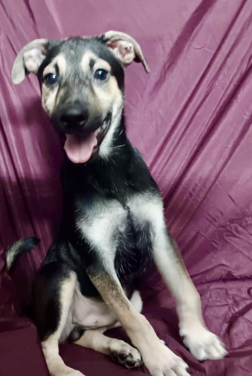 OVI - Shepherd available for adoption