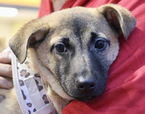 JUNIPER - Shepherd available for adoption