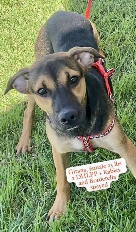 GITANA - Shepherd available for adoption
