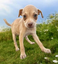 Coco - Photo 5