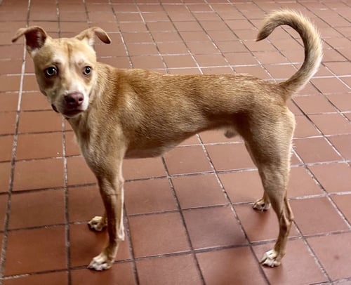 COCO - Chihuahua available for adoption
