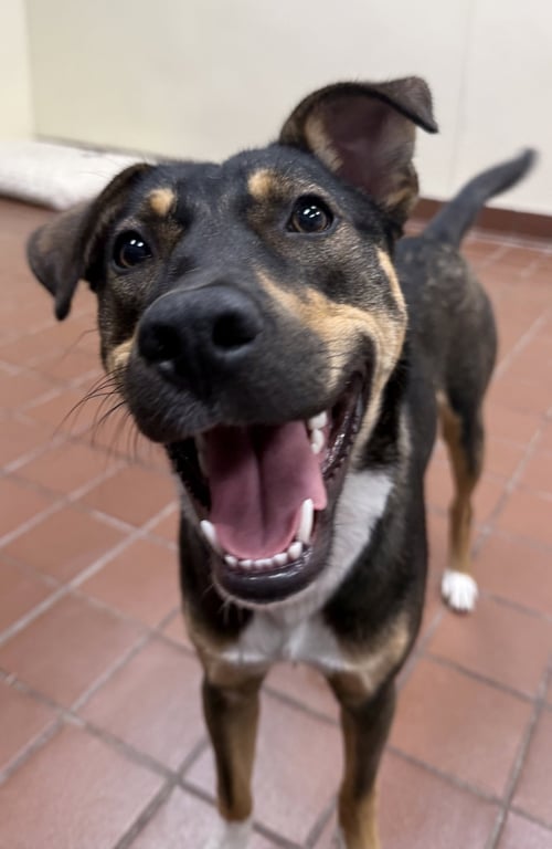 BAILEY - Labrador Retriever / Bernese Mountain Dog available for adoption