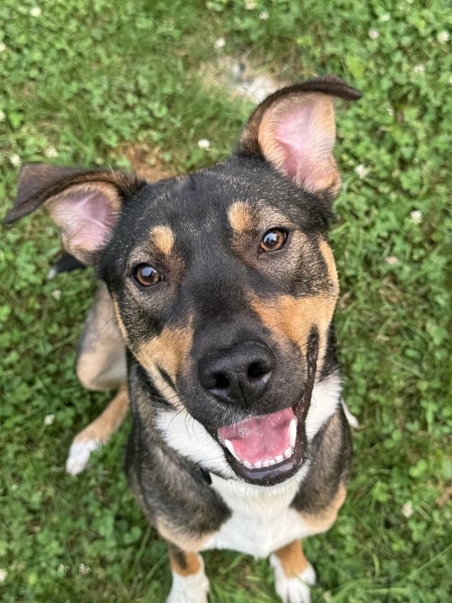 BAILEY - Labrador Retriever / Bernese Mountain Dog available for adoption