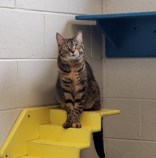 GRACE - Domestic Short Hair available for adoption