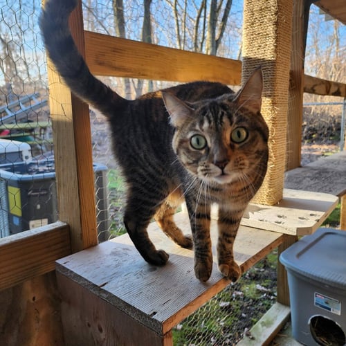 GRACE - Domestic Short Hair available for adoption