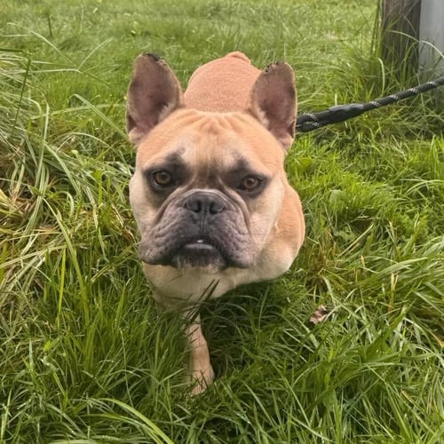 PRINCE - French Bulldog available for adoption