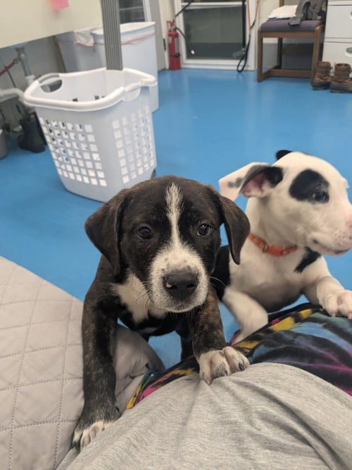 RASCAL - Labrador Retriever available for adoption