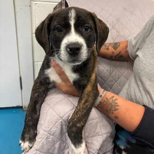 RASCAL - Labrador Retriever for adoption in Grand Rapids