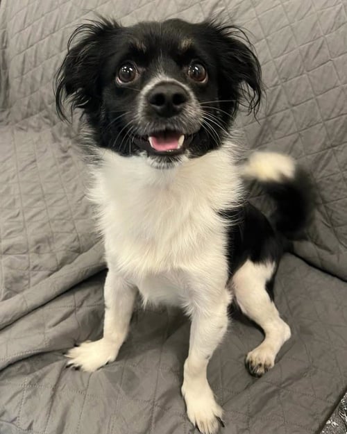 SPROUT - Chihuahua for adoption in Grand Rapids