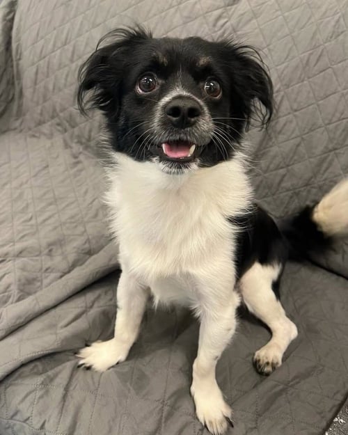 SPROUT - Chihuahua available for adoption