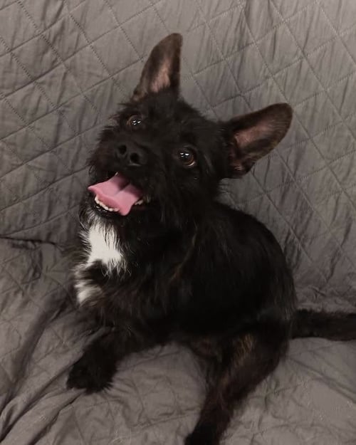DRACO - Terrier for adoption in Grand Rapids