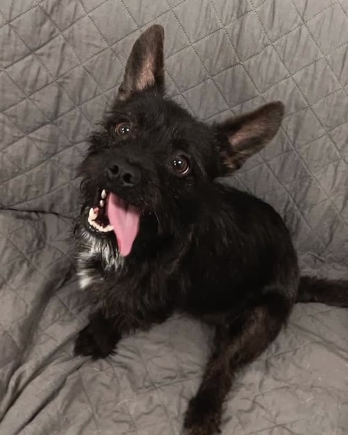 DRACO - Terrier available for adoption