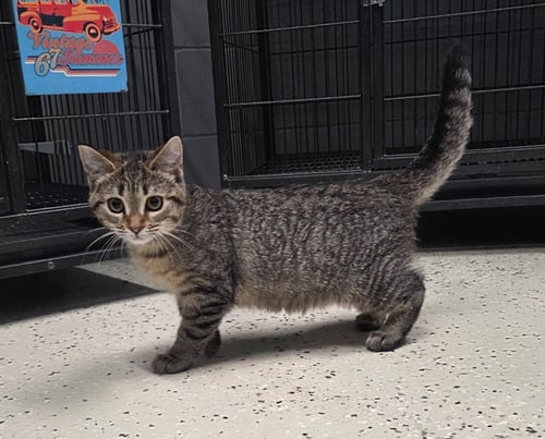 LATTE - Domestic Short Hair available for adoption