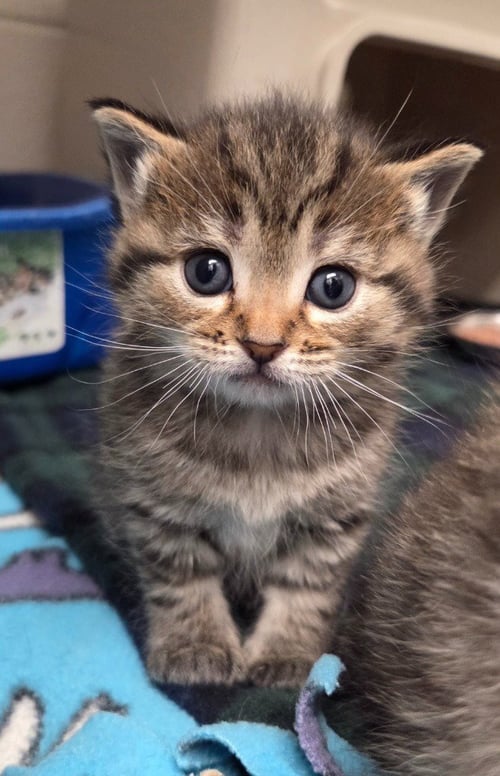 LATTE - Domestic Short Hair available for adoption