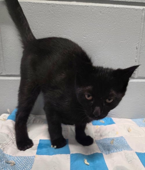 BEN - Domestic Short Hair available for adoption
