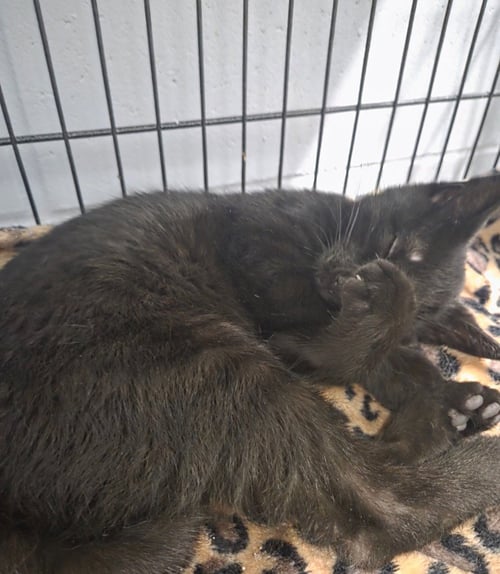 BEN - Domestic Short Hair available for adoption