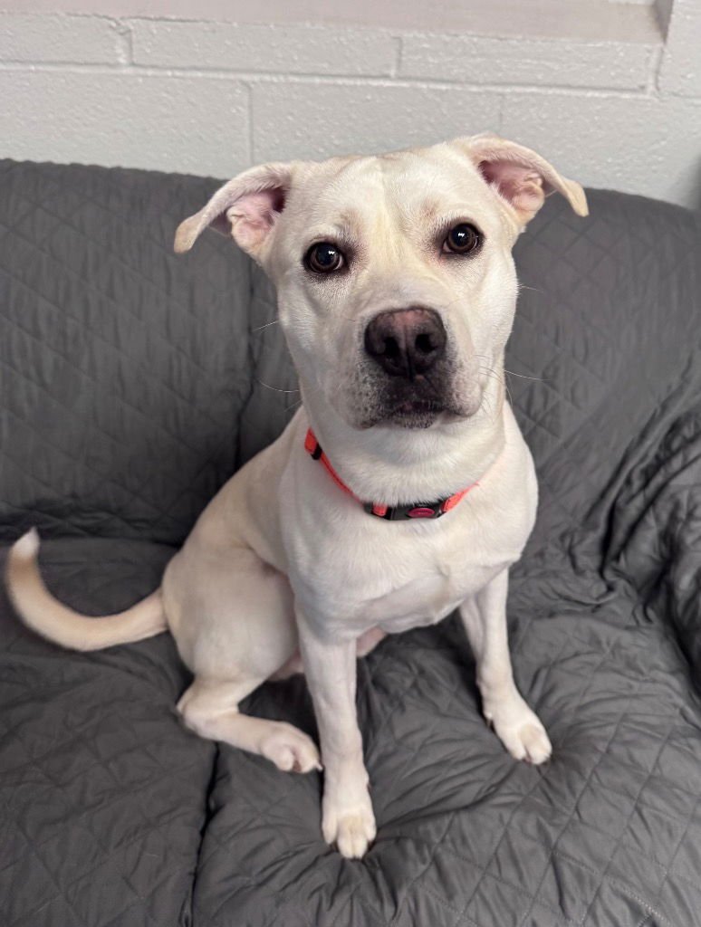 BUDDY - Labrador Retriever available for adoption