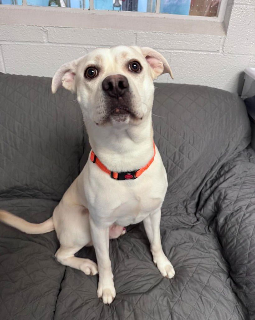 BUDDY - Labrador Retriever available for adoption