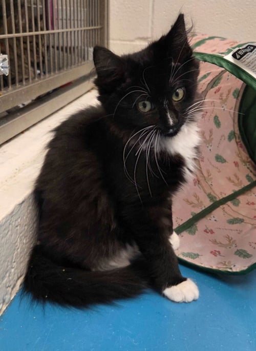 APPLEJACK - Domestic Long Hair available for adoption