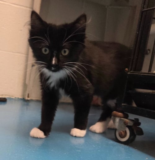 APPLEJACK - Domestic Long Hair available for adoption