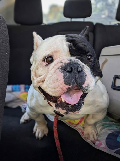 FLOWER - English Bulldog available for adoption
