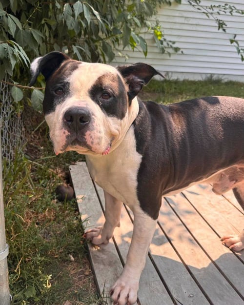 COBBLESTONE - American Bulldog available for adoption