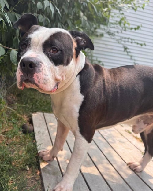COBBLESTONE - American Bulldog available for adoption