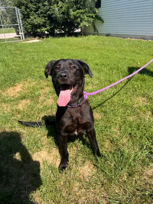 METEOR STRIKE - Labrador Retriever available for adoption