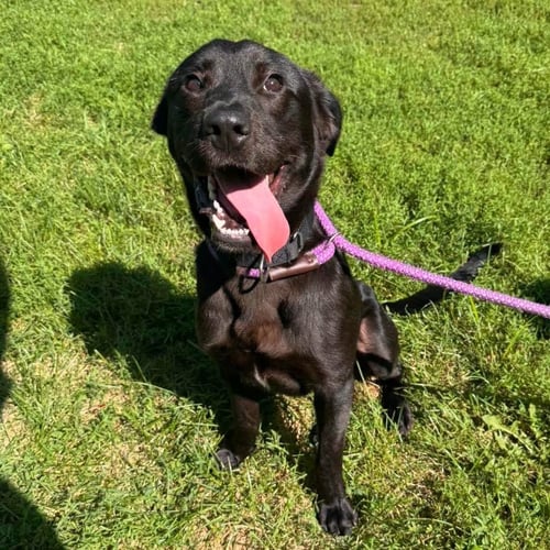 METEOR STRIKE - Labrador Retriever available for adoption