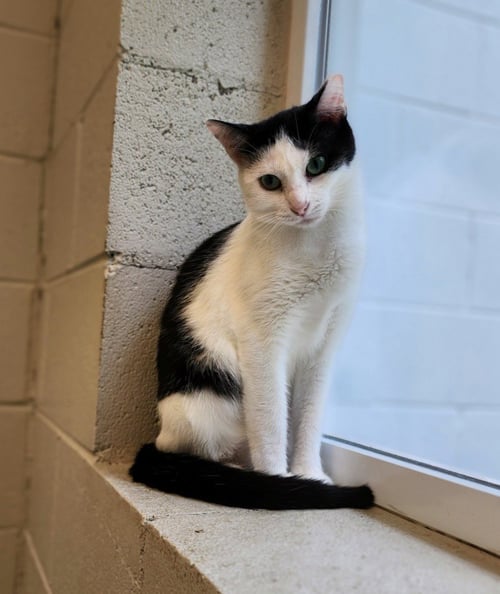 TAJIN - Domestic Short Hair available for adoption