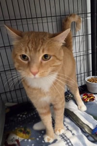 Moose - Photo 1