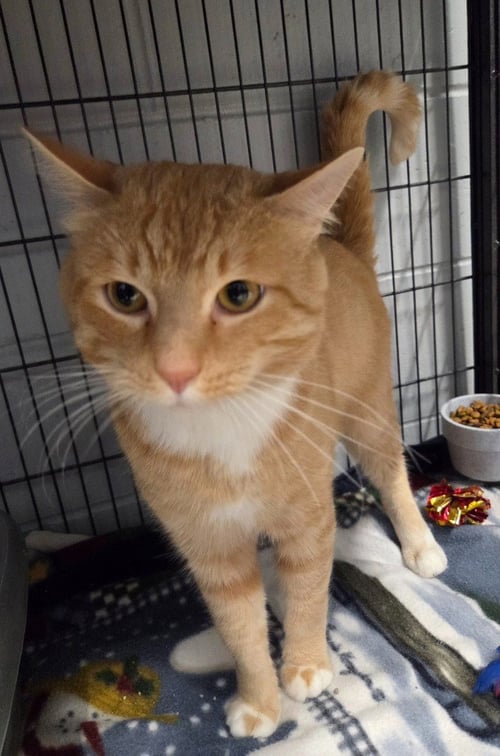 MOOSE - Domestic Short Hair available for adoption