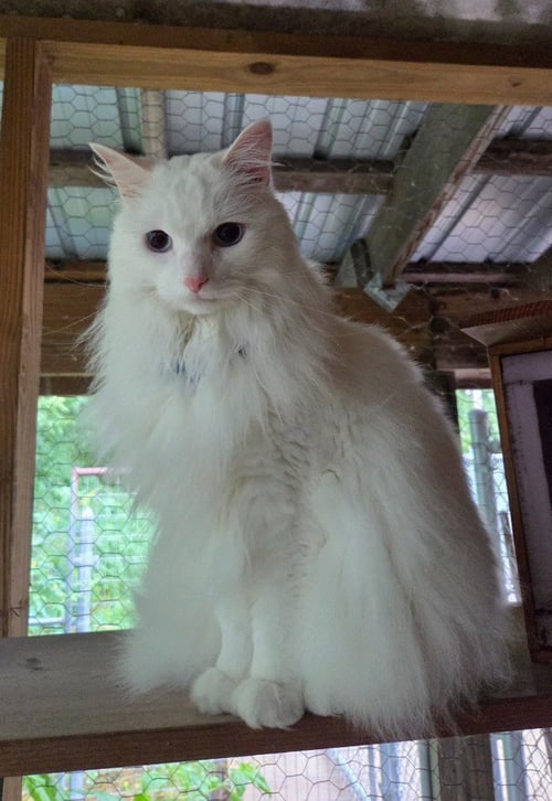 ELI - Domestic Long Hair available for adoption