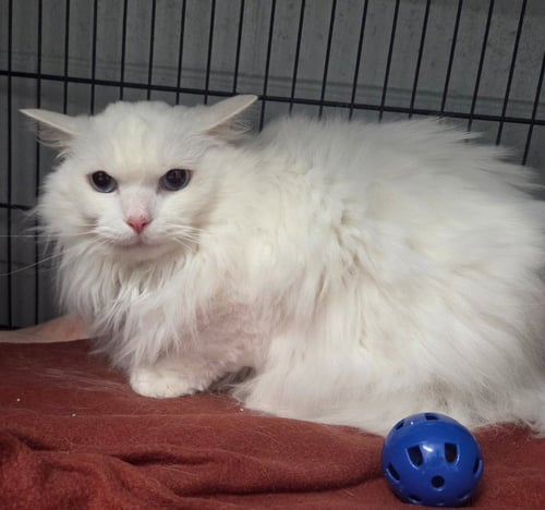 ELI - Domestic Long Hair available for adoption