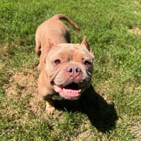 Roxie - Photo 3