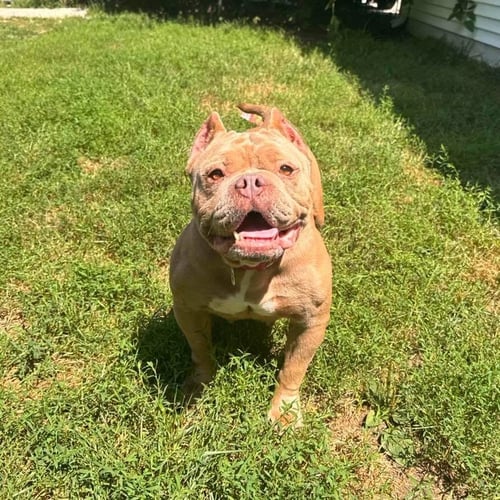 ROXIE - American Bulldog available for adoption