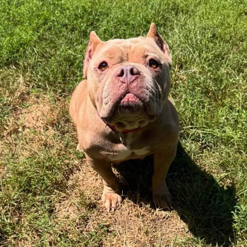 ROXIE - American Bulldog available for adoption