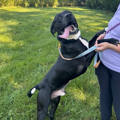 ROCKY - Black Labrador Retriever available for adoption
