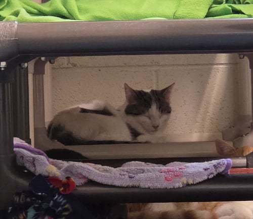 GEORGIA - Domestic Medium Hair available for adoption